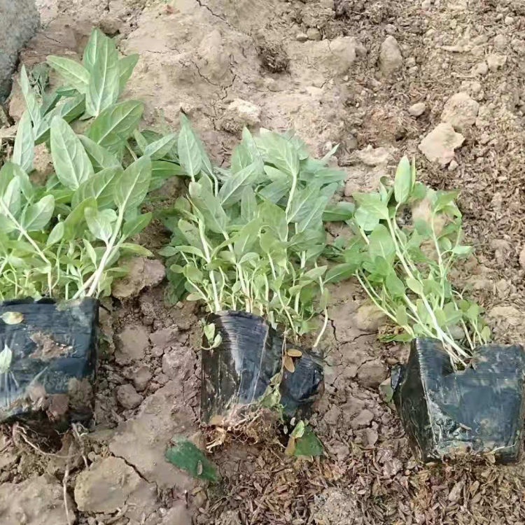 千屈菜批发 批发千屈菜 来电咨询