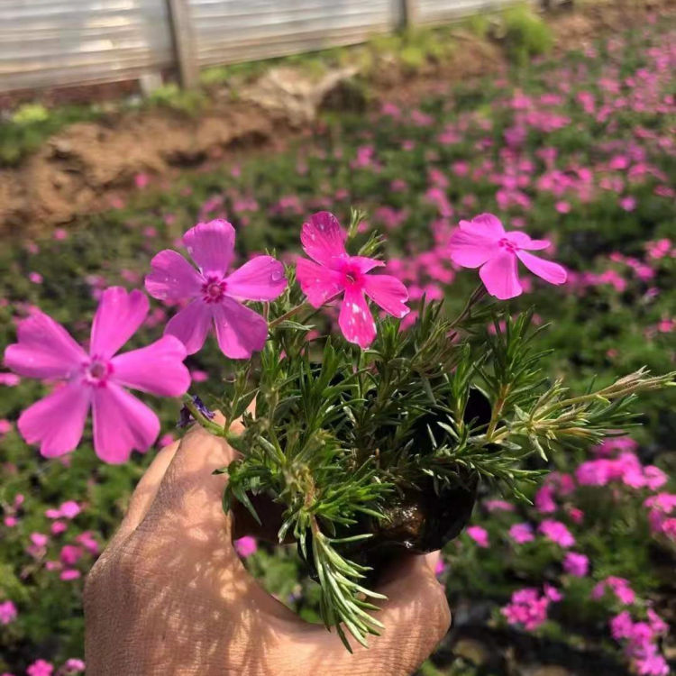 芝樱供应商 丛生福绿考供应商 欢迎来电