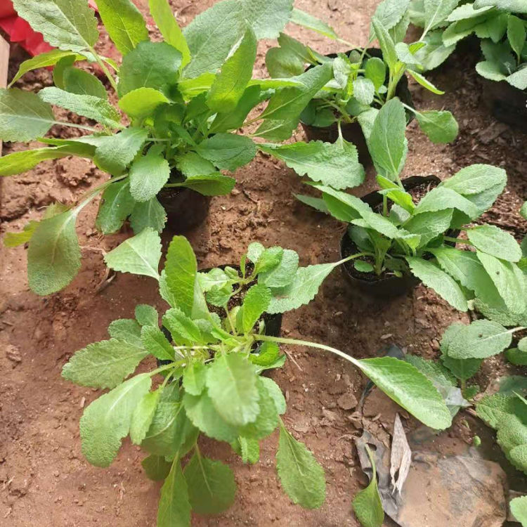 地被鼠尾草批发 基地供应地被鼠尾草 易栽培