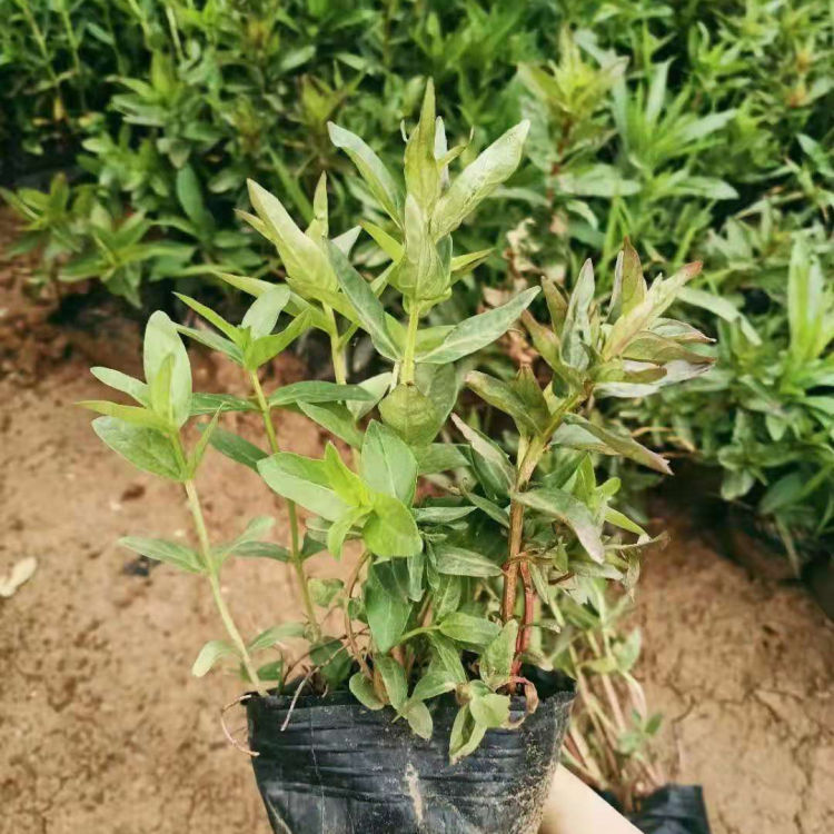 千屈菜小苗供应商 基地供应千屈菜小苗 来电咨询