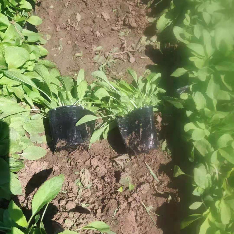 绿化用地被鼠尾草 地被鼠尾草批发 来电咨询