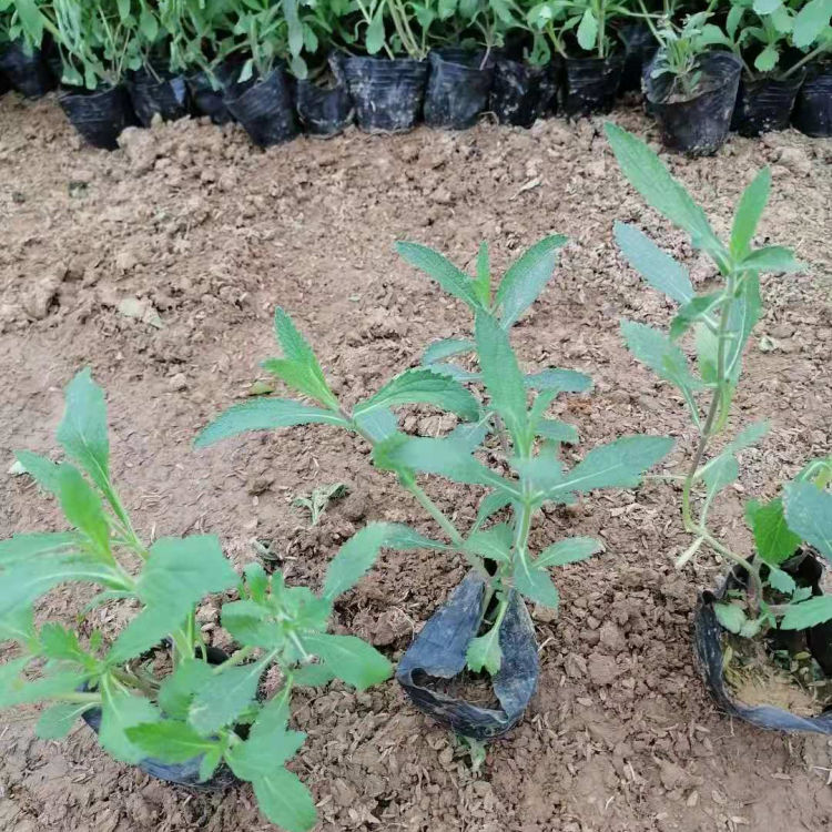 绿化用马鞭草 马鞭草批发 好成活小苗