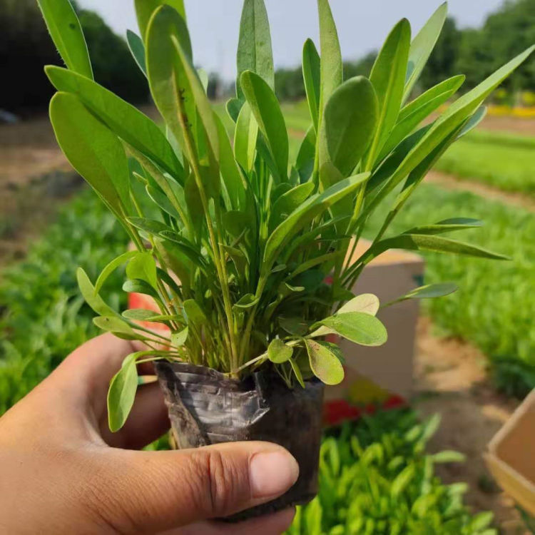 金鸡菊供应商 好成活的金鸡菊 欢迎选购