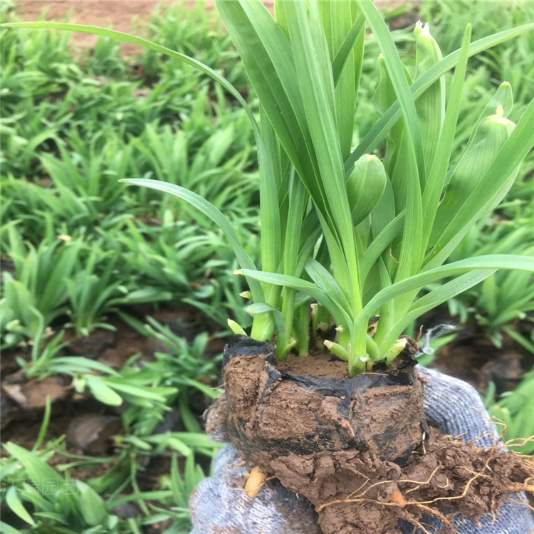 红运萱草种植厂家 西宁红运萱草基地 江瑞