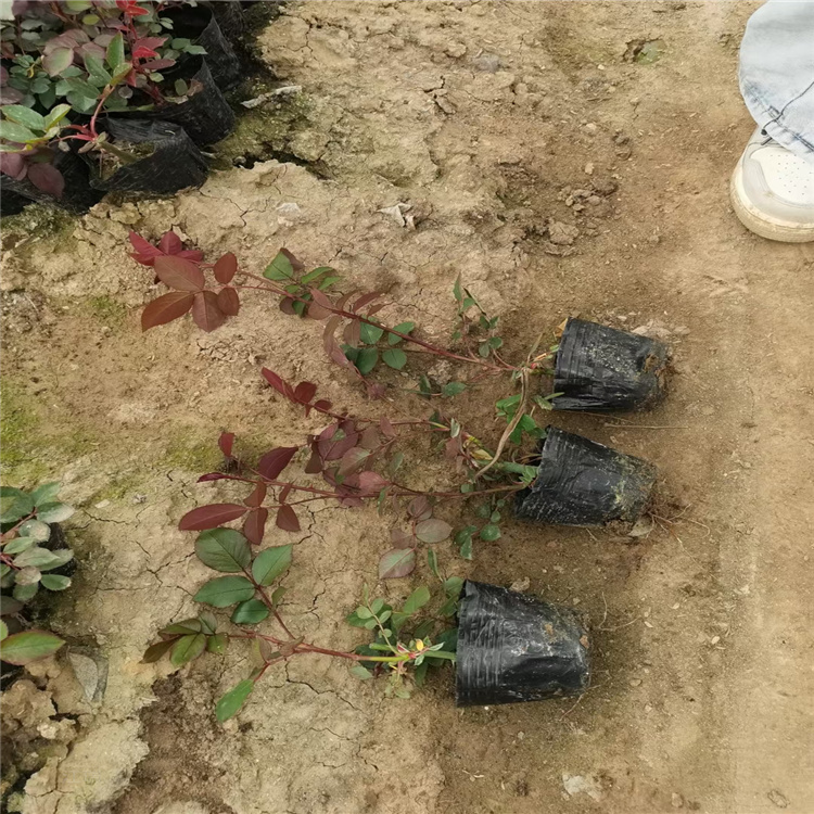 工厂绿化红帽月季基地 月季批发价格 全国各地发货