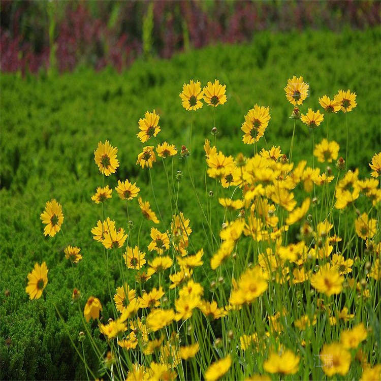 青海金鸡菊供应 花海花卉金鸡菊 江瑞种植厂家