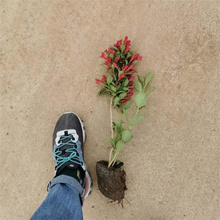 工厂绿化红王子锦带种植基地 江瑞园艺直批