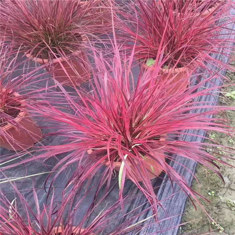 青海火焰狼尾草基地 护坡绿化火焰狼尾草批发 全国各地配送
