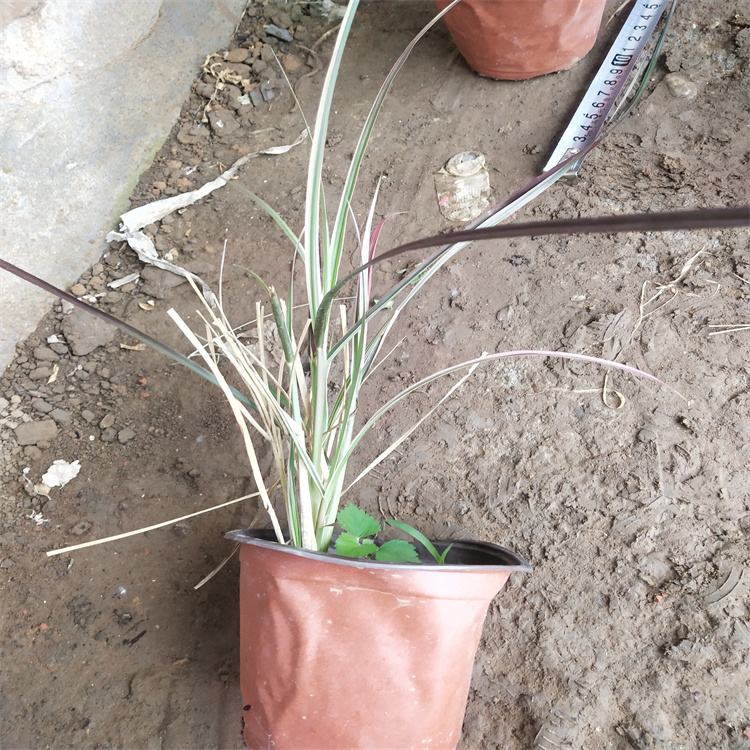 火焰狼尾草 新疆火焰狼尾草批发 江瑞观赏草基地