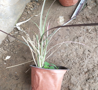 火焰狼尾草 新疆火焰狼尾草批发 江瑞观赏草基地