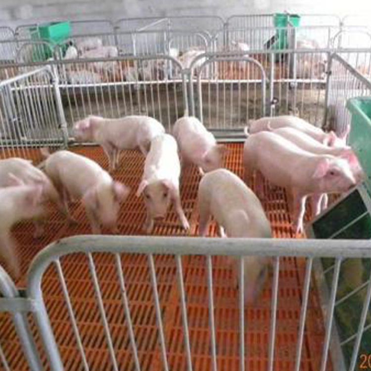 加工定制 养殖场用仔猪保育床 加厚保育床 小猪用保育床 质量放心