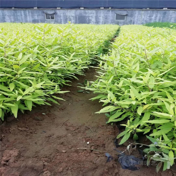 批发供应金叶莸 四川金叶莸大量上市 江瑞