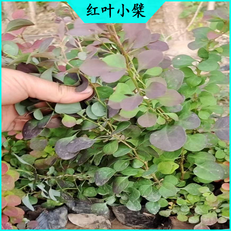 旅游区绿化红叶小檗 紫叶小檗批发  绿化苗木红叶小波