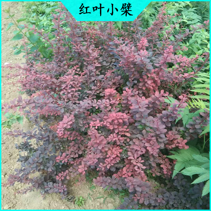 红叶小檗球 紫叶小檗批发  绿化苗木红叶小波