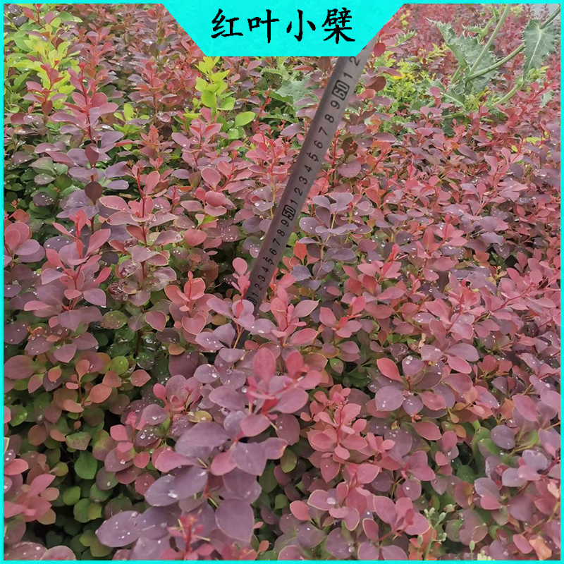 红叶小檗绿化设计 紫叶小檗批发  绿化苗木红叶小波