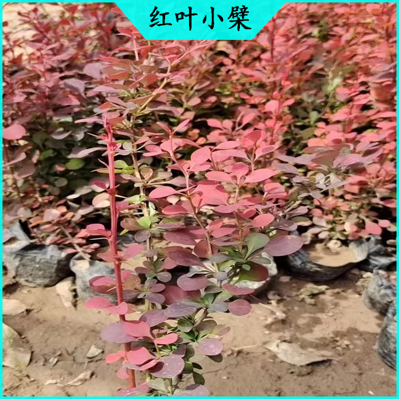 红叶小檗种植基地 紫叶小檗批发  绿化苗木红叶小波