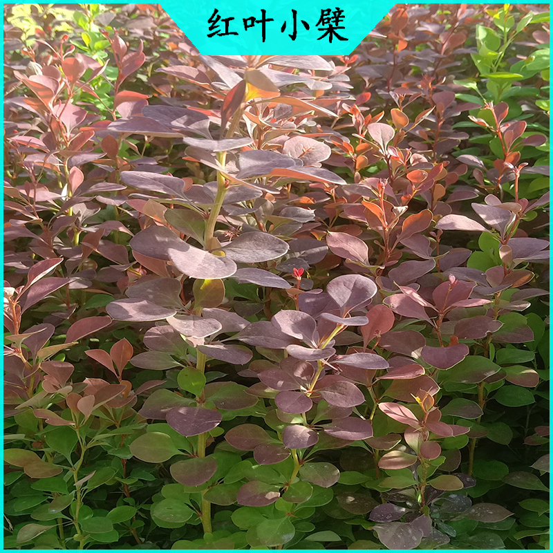 红叶小檗绿化苗 紫叶小檗批发  绿化苗木红叶小波