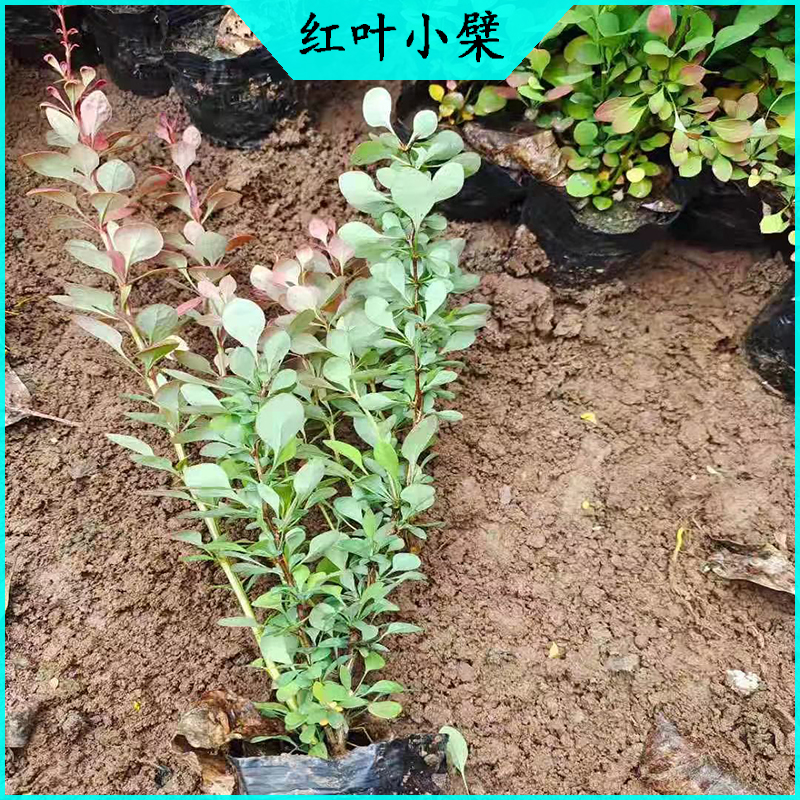 绿化工程红叶小檗 紫叶小檗批发  绿化苗木红叶小波