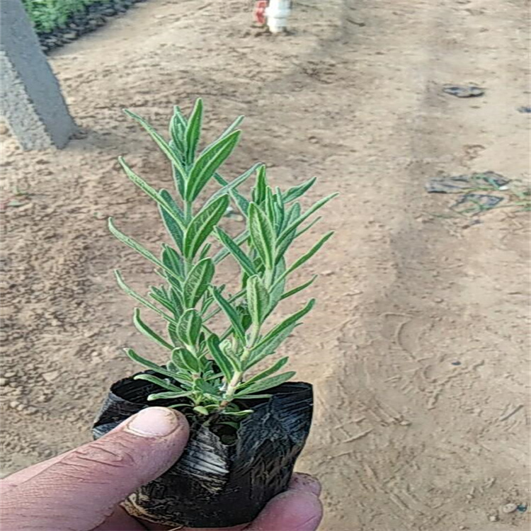 青海薰衣草花海 薰衣草种子种苗 江瑞