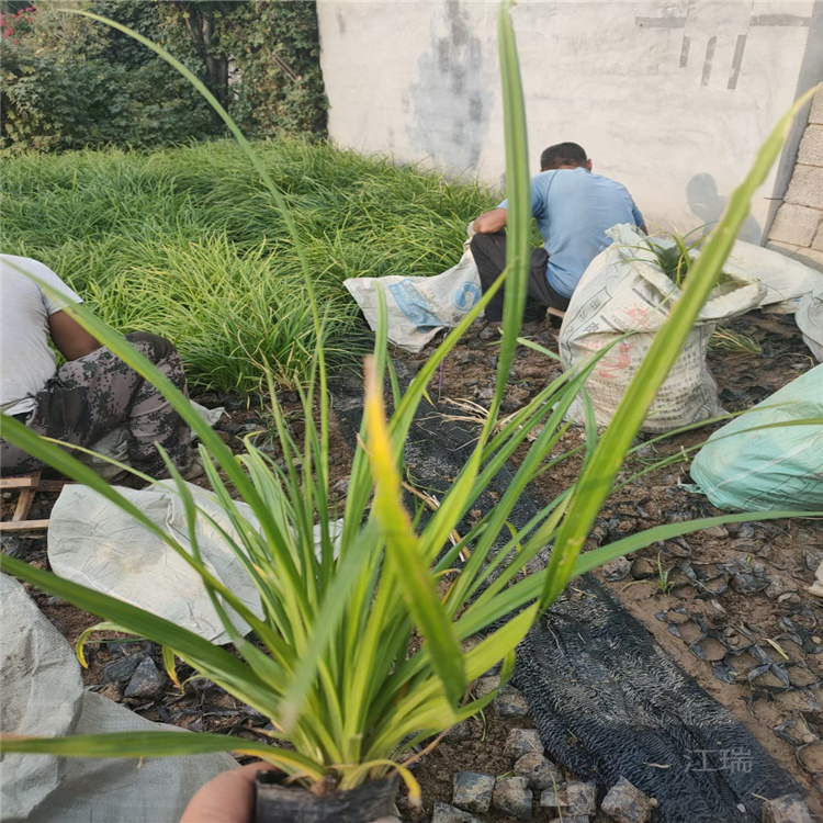 四川涝峪苔草直销商 全国发货 涝峪苔草种子种苗