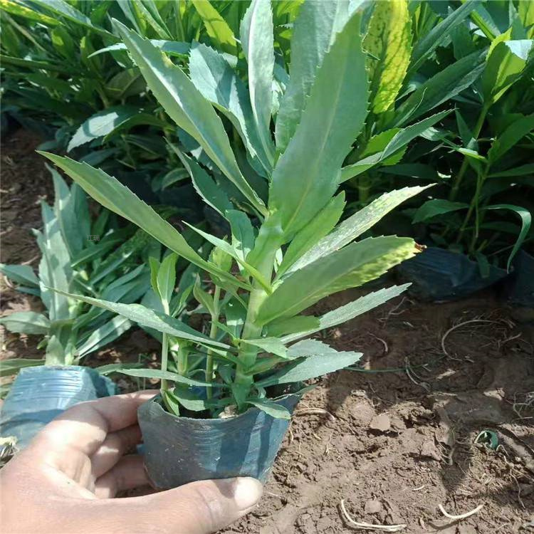 粉花假龙头花圃直批 白花假龙头花海用苗供应 全国配送