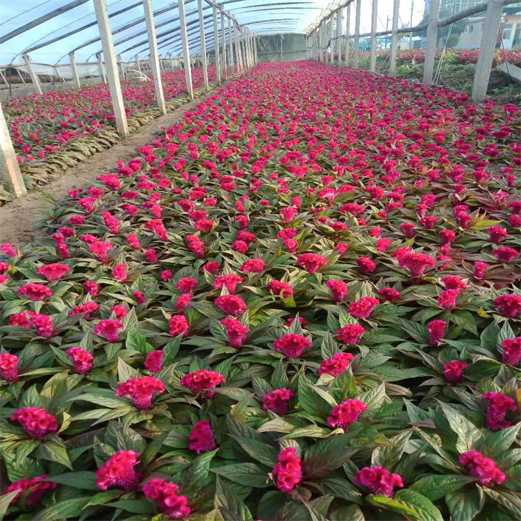 鸡冠花花海 凤尾鸡冠花批发 西宁火炬鸡冠花种子 江瑞花圃直批