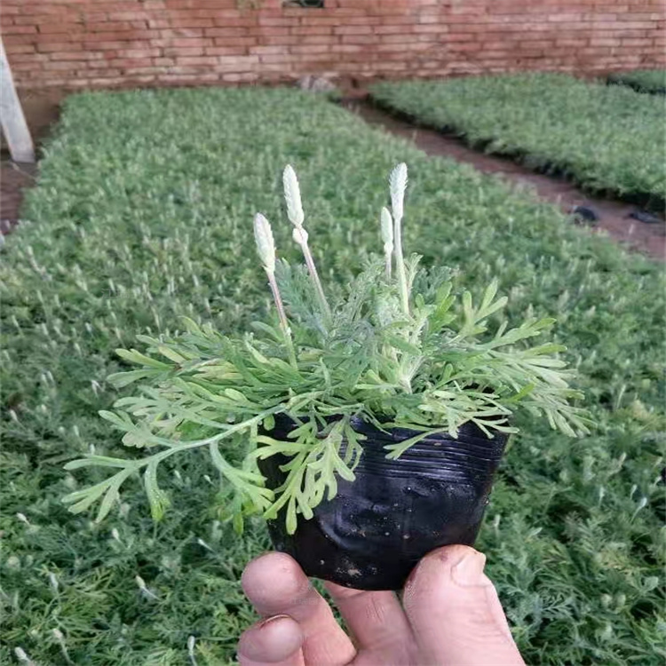 羽叶薰衣草直销商 江瑞花卉 羽叶薰衣草花坛绿化用苗