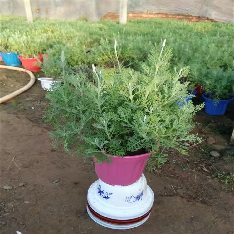 路边绿化羽叶薰衣草 花境布置羽叶薰衣草批发 欢迎实地考察