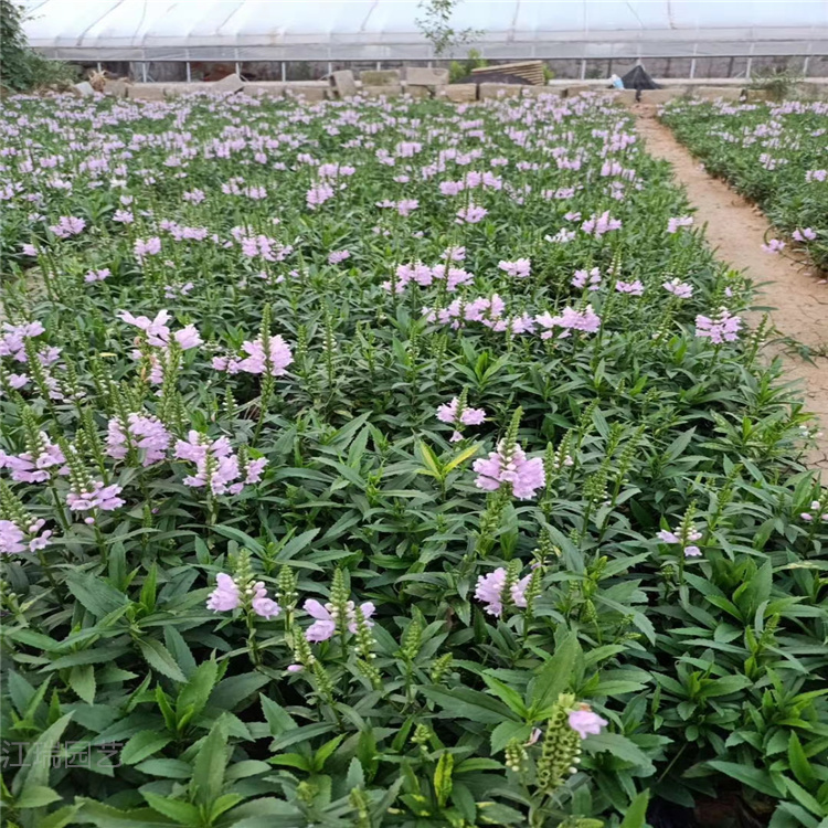 乌鲁木齐假龙头批发 假龙头种子 江瑞花圃直供