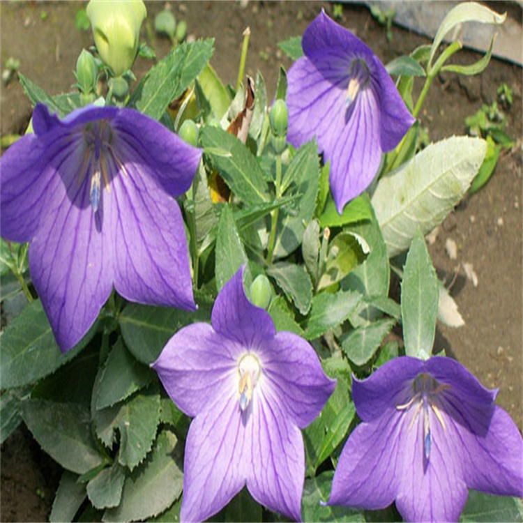 花坛绿化营养杯桔梗批发 江苏桔梗种植基地 欢迎选购