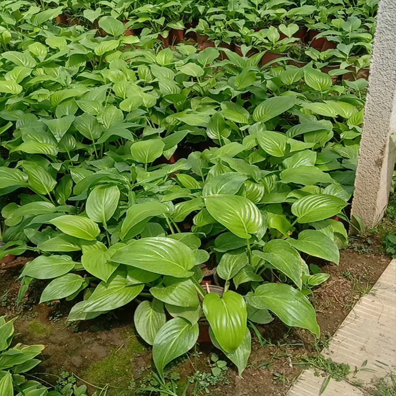 绿化工程玉簪花 玉簪花批发  宿根草花玉簪花