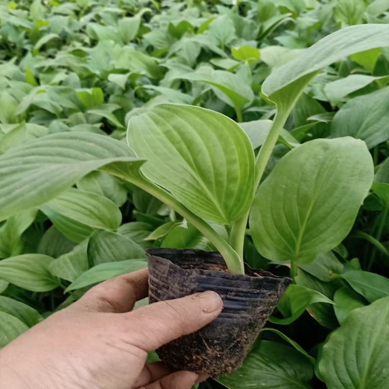 玉簪花小苗 玉簪花批发  宿根草花玉簪花