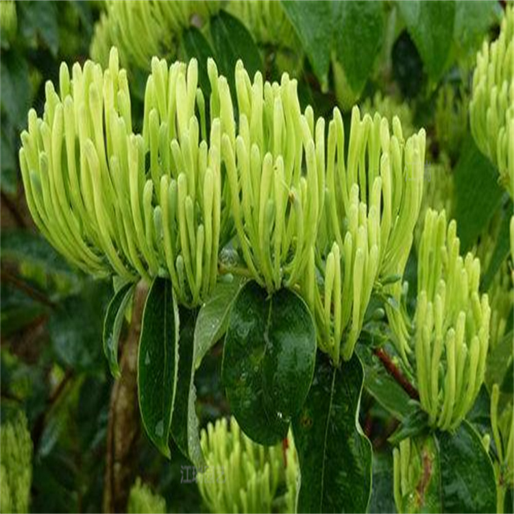 金银花种植基地 耐阴 耐寒 藤本植物金银花