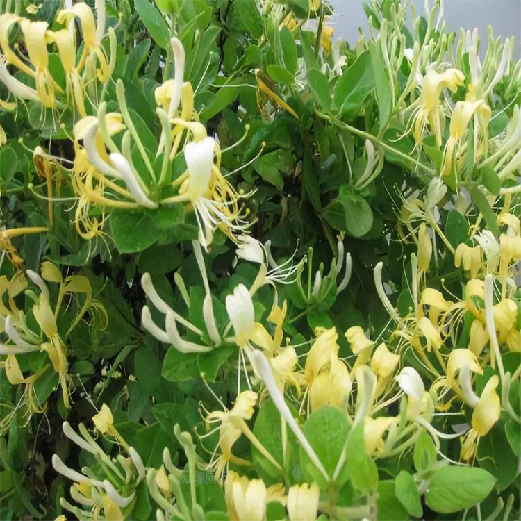 造型盆栽金银花基地 四季金银花批发 红花金银花供应 咨询江瑞园艺