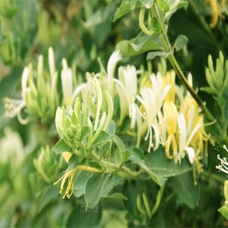 园林绿化金银花 江瑞园艺 金银花直销商