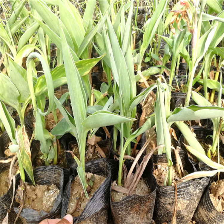 湿地公园绿化水生美人蕉 美人蕉供应 江瑞水生植物基地