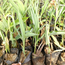 湿地公园绿化水生美人蕉 美人蕉供应 江瑞水生植物基地
