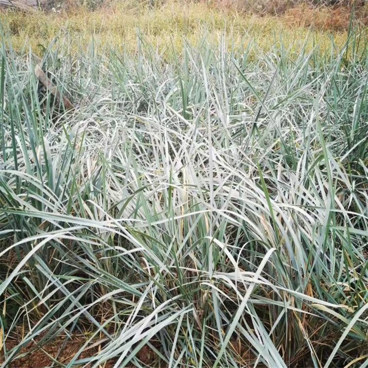 园林绿化蓝冰麦 江瑞观赏草基地 蓝冰麦种子批发