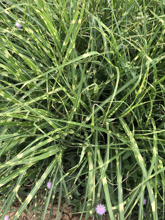 观赏草类  斑叶芒报价  观赏性好