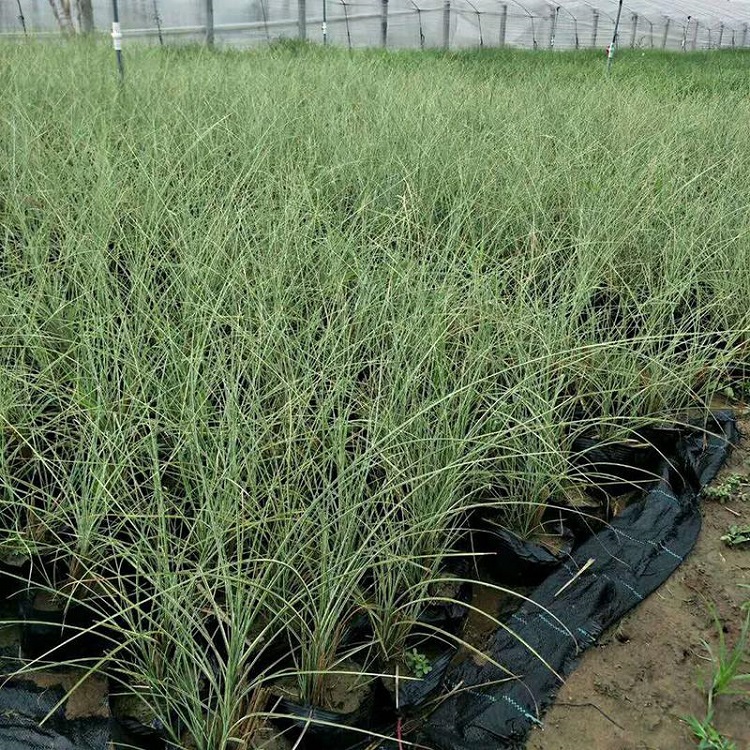 青州  晨光芒供应商  叶具横向斑纹