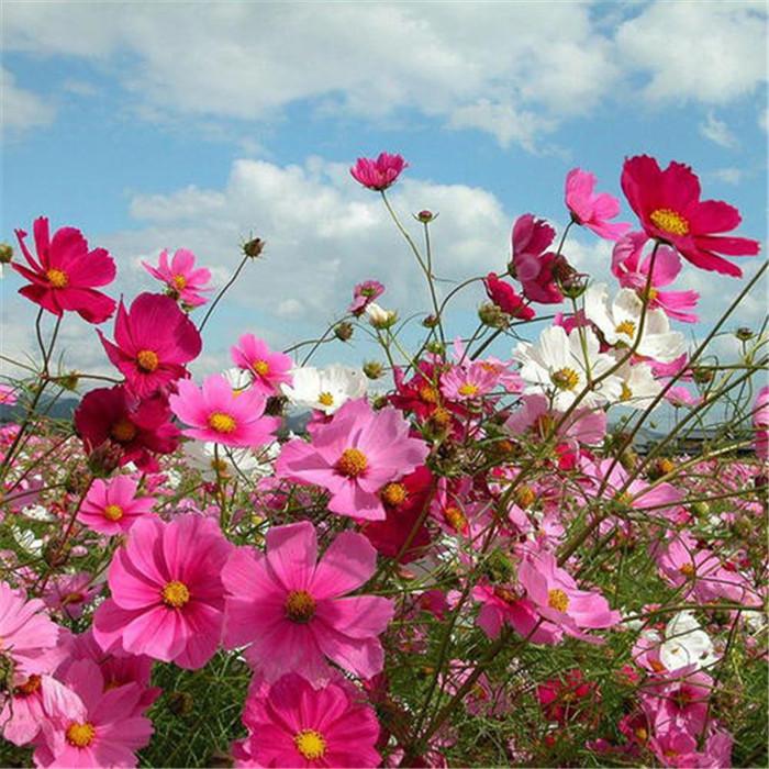 冠森  青州波斯菊出售  价格实在