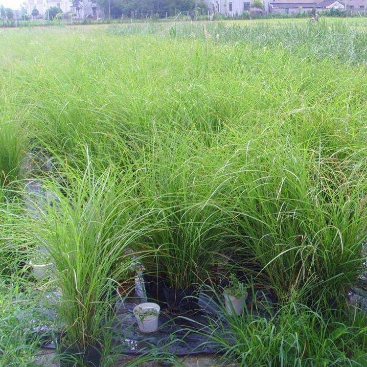 青州  晨光芒种植基地  植株生长力旺盛