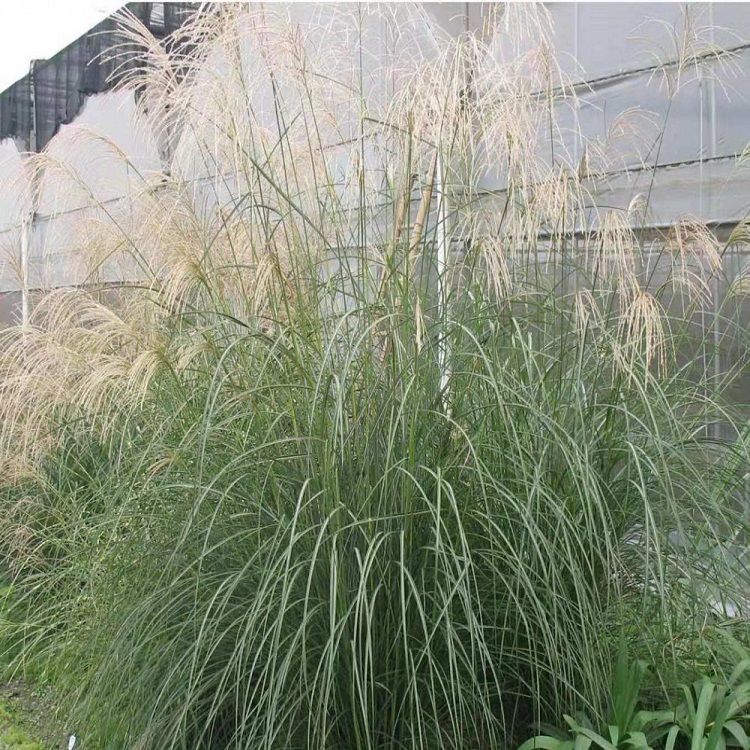 冠森  晨光芒报价  植株美观
