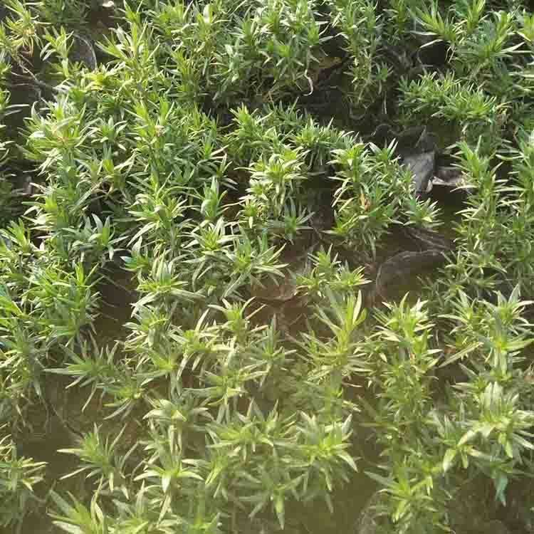 冠森   直立福禄考批发  适应能力强