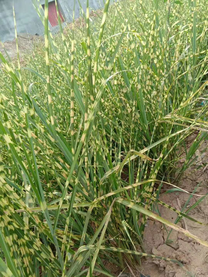 观赏草类  斑叶芒价格  形态奇特