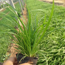 青州  崂峪苔草批发  适于作观赏性地被植,