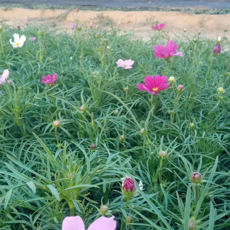冠森  波斯菊小苗价格  株型高达花色多