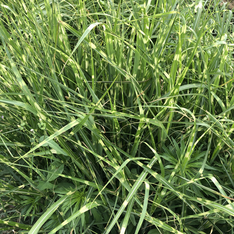 观赏草类  斑叶芒小苗  假山绿化美化用苗