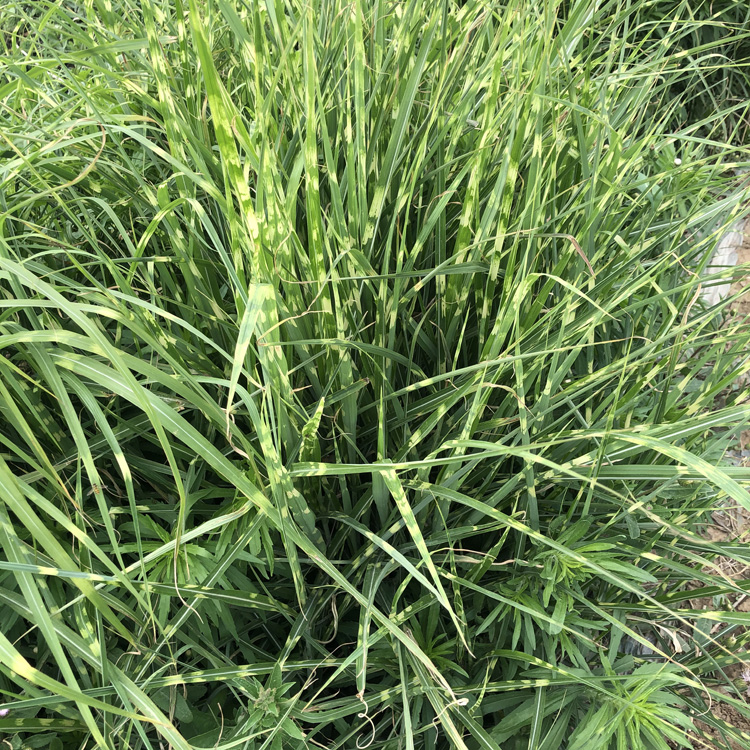 水生植物  斑叶芒种植基地  叶具横向斑纹