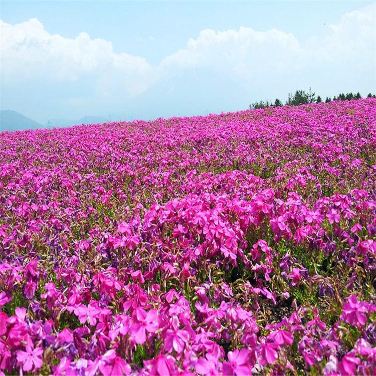 冠森   丛生福禄考批发  适应能力强